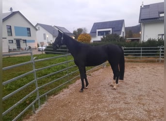 Caballo alemán, Yegua, 5 años, 172 cm, Negro