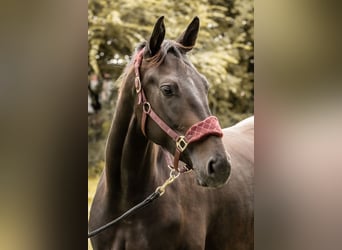 Caballo alemán Mestizo, Yegua, 5 años, 173 cm, Morcillo