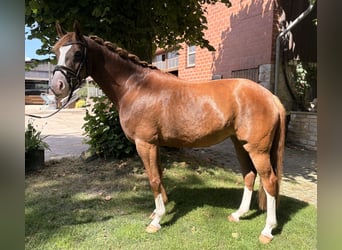 Caballo alemán, Yegua, 6 años, 150 cm, Alazán-tostado