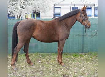 Caballo alemán, Yegua, 6 años, 157 cm, Alazán