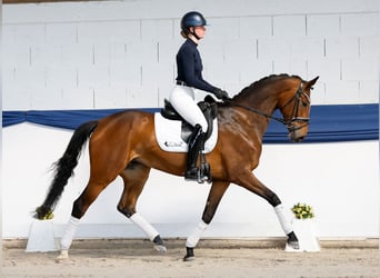 Caballo alemán, Yegua, 6 años, 162 cm, Castaño