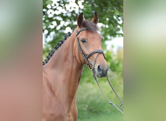 Caballo alemán, Yegua, 6 años, 163 cm, Castaño