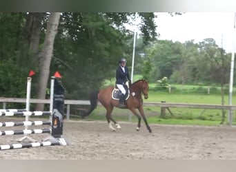 Caballo alemán, Yegua, 6 años, 164 cm, Castaño