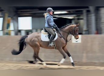 Caballo alemán, Yegua, 6 años, 164 cm, Castaño