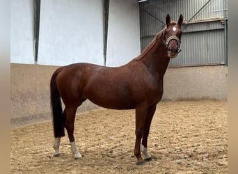 Caballo alemán, Yegua, 6 años, 165 cm, Alazán
