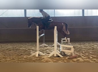 Caballo alemán, Yegua, 6 años, 167 cm, Alazán