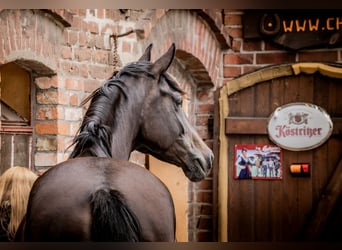 Caballo alemán, Yegua, 6 años, 167 cm, Castaño oscuro