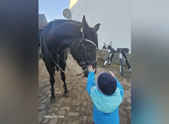 Caballo alemán, Yegua, 6 años, 167 cm, Castaño oscuro