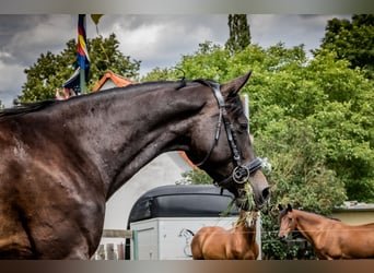 Caballo alemán, Yegua, 6 años, 167 cm, Castaño oscuro