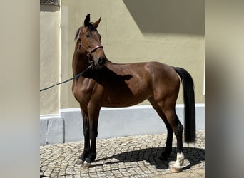 Caballo alemán, Yegua, 6 años, 168 cm, Castaño
