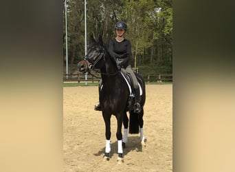 Caballo alemán, Yegua, 6 años, 168 cm, Castaño oscuro