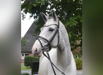 Caballo alemán, Yegua, 6 años, 168 cm, Tordo