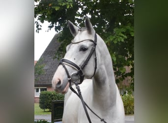 Caballo alemán, Yegua, 6 años, 169 cm, Tordo