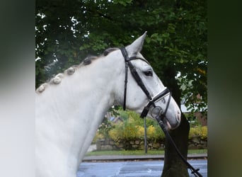 Caballo alemán, Yegua, 6 años, 169 cm, Tordo