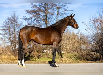 Caballo alemán, Yegua, 6 años, 170 cm