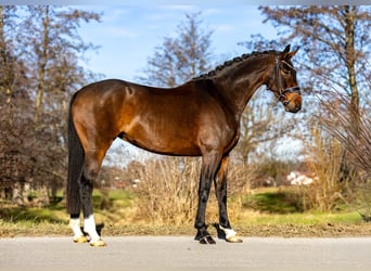 Caballo alemán, Yegua, 6 años, 170 cm, Castaño oscuro