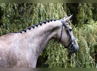 Caballo alemán, Yegua, 6 años, 172 cm, Tordo