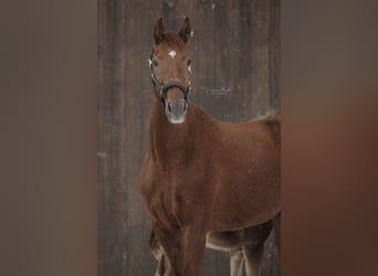 Caballo alemán, Yegua, 6 años, 173 cm, Alazán