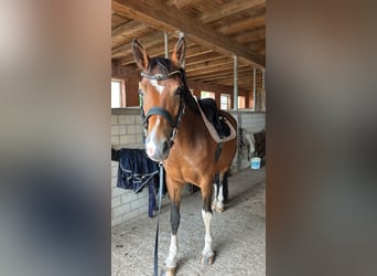 Caballo alemán Mestizo, Yegua, 7 años, 150 cm, Castaño