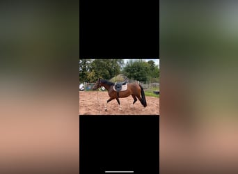Caballo alemán Mestizo, Yegua, 7 años, 150 cm, Castaño