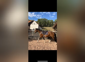 Caballo alemán Mestizo, Yegua, 7 años, 150 cm, Castaño