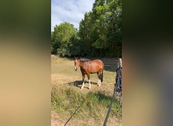 Caballo alemán Mestizo, Yegua, 7 años, 150 cm, Castaño