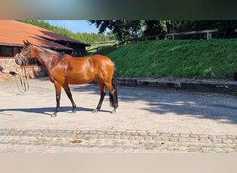 Caballo alemán, Yegua, 7 años, 160 cm, Castaño