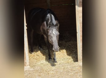 Caballo alemán, Yegua, 7 años, 160 cm, Negro