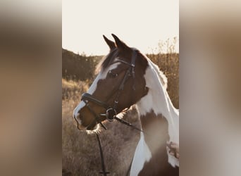 Caballo alemán Mestizo, Yegua, 7 años, 160 cm, Pío