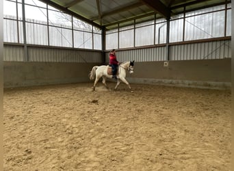 Caballo alemán Mestizo, Yegua, 7 años, 160 cm, Tordo