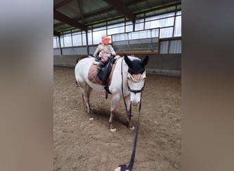 Caballo alemán Mestizo, Yegua, 7 años, 160 cm, Tordo