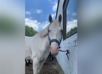 Caballo alemán Mestizo, Yegua, 7 años, 160 cm, Tordo