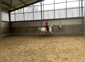 Caballo alemán Mestizo, Yegua, 7 años, 160 cm, Tordo