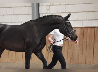 Caballo alemán, Yegua, 7 años, 163 cm, Morcillo