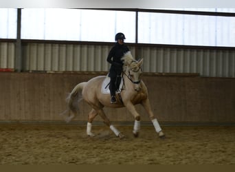 Caballo alemán, Yegua, 7 años, 163 cm, Palomino
