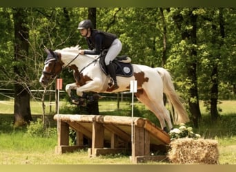 Caballo alemán, Yegua, 7 años, 163 cm, Pío