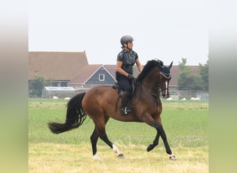 Caballo alemán, Yegua, 7 años, 165 cm, Castaño