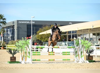 Caballo alemán, Yegua, 7 años, 165 cm, Castaño