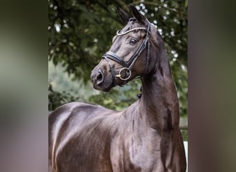 Caballo alemán, Yegua, 7 años, 167 cm, Morcillo