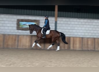 Caballo alemán, Yegua, 7 años, 168 cm, Castaño