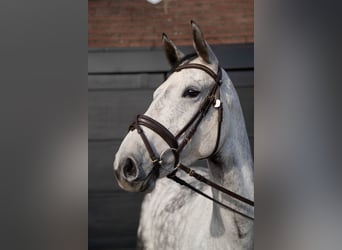 Caballo alemán, Yegua, 7 años, 169 cm, Tordillo negro