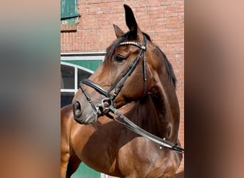 Caballo alemán, Yegua, 7 años, 171 cm, Castaño oscuro