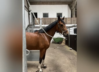 Caballo alemán, Yegua, 7 años, 175 cm, Castaño