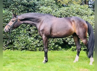 Caballo alemán, Yegua, 7 años, 175 cm, Morcillo