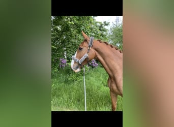 Caballo alemán, Yegua, 7 años, 178 cm, Alazán