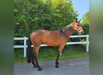 Caballo alemán, Yegua, 7 años, 178 cm, Castaño