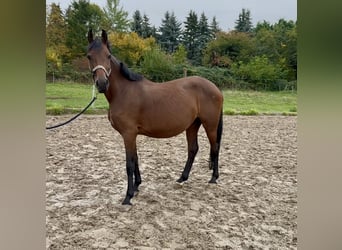 Caballo alemán, Yegua, 8 años, 153 cm, Castaño