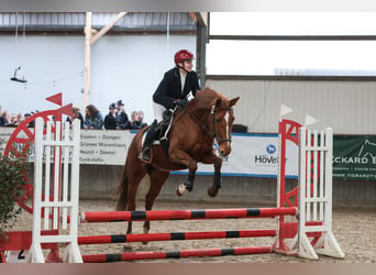 Caballo alemán, Yegua, 8 años, 157 cm, Alazán