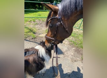 Caballo alemán, Yegua, 8 años, 160 cm, Castaño