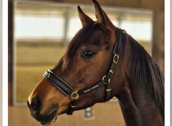 Caballo alemán, Yegua, 8 años, 160 cm, Castaño